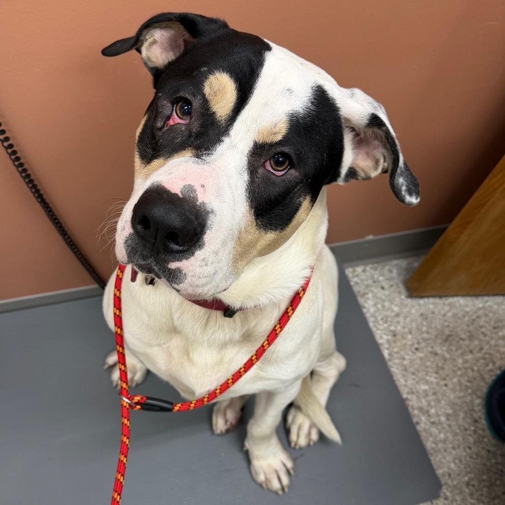 Enlarge Pot Roast, a Adoptable mixed breed in Detroit Lakes, MN image 2/2