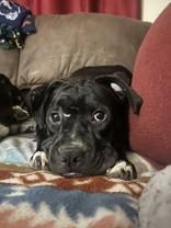 Artemis, Adoptable, Young Female Mixed Breed.