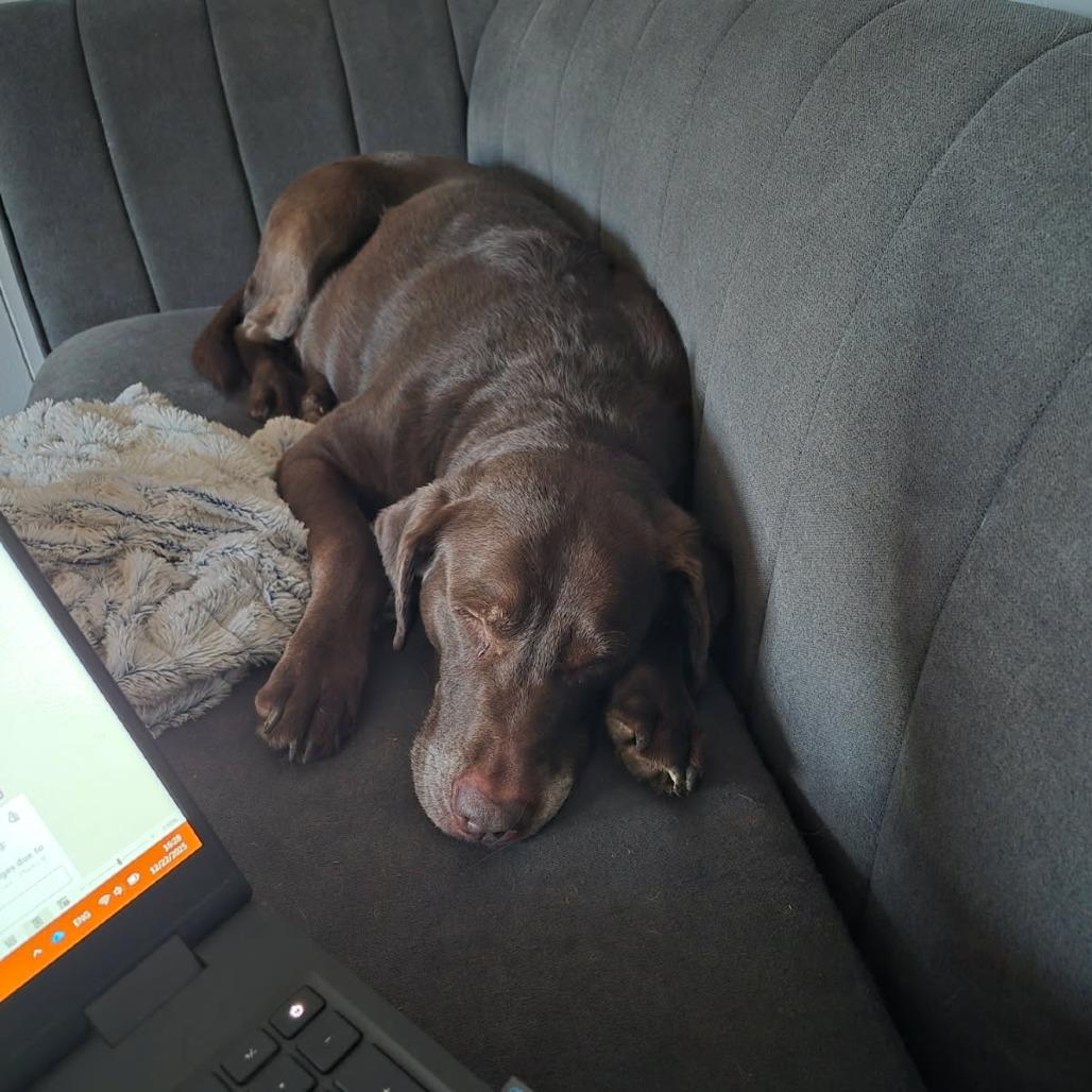 Enlarge Layla, a Adoptable Chocolate Labrador Retriever in Greenville, SC image 1/5