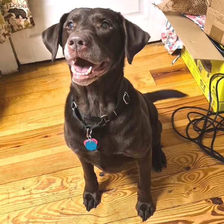 Enlarge Layla, a Adoptable Chocolate Labrador Retriever in Greenville, SC image 2/5