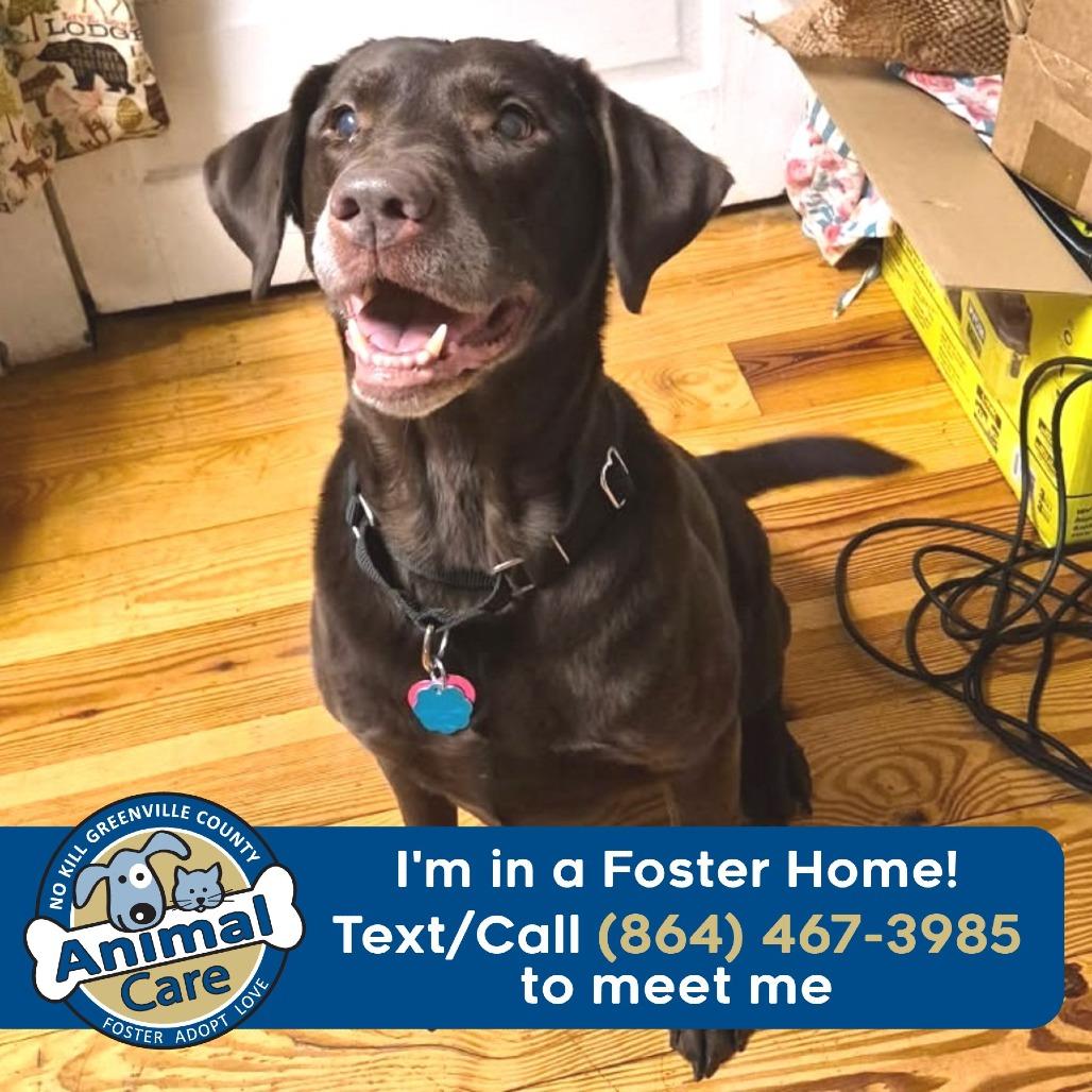 Enlarge Layla, a Adoptable Chocolate Labrador Retriever in Greenville, SC image 4/5