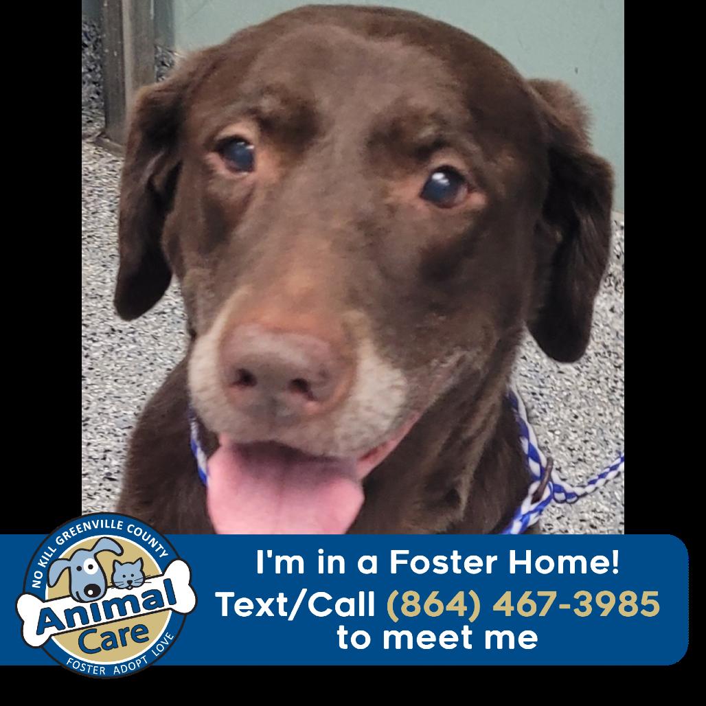 Enlarge Layla, a Adoptable Chocolate Labrador Retriever in Greenville, SC image 5/5