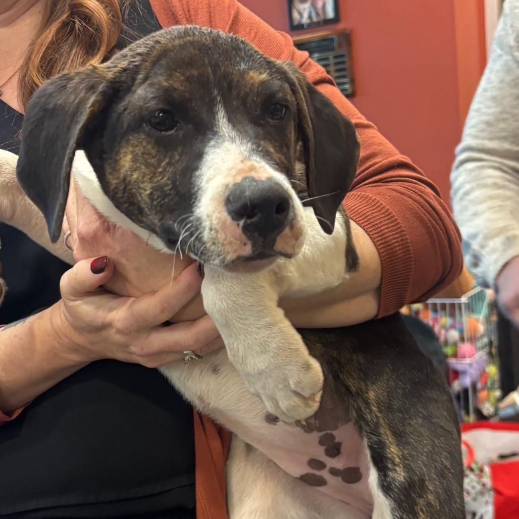 Jubilee, Adoptable, Puppy Female Shepherd & Mixed Breed.