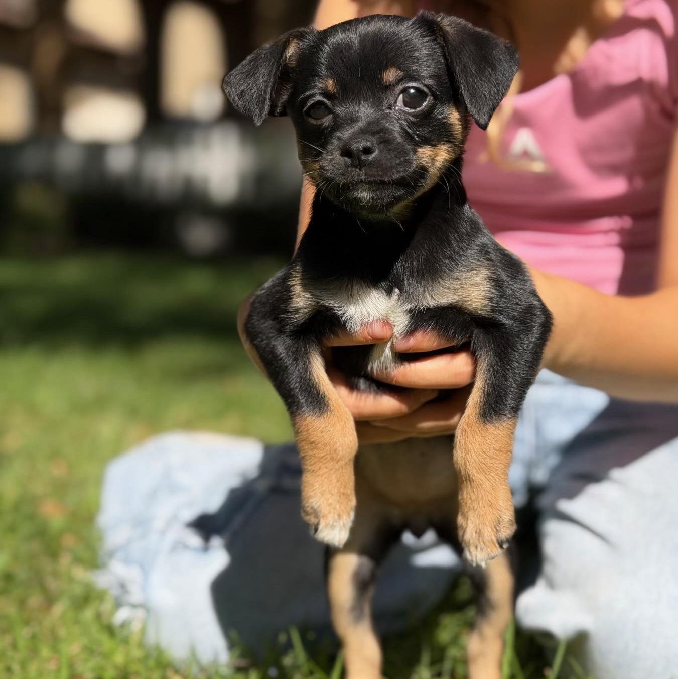 Enlarge Zoey, a Adoptable mixed breed in Redlands , CA image 2/4