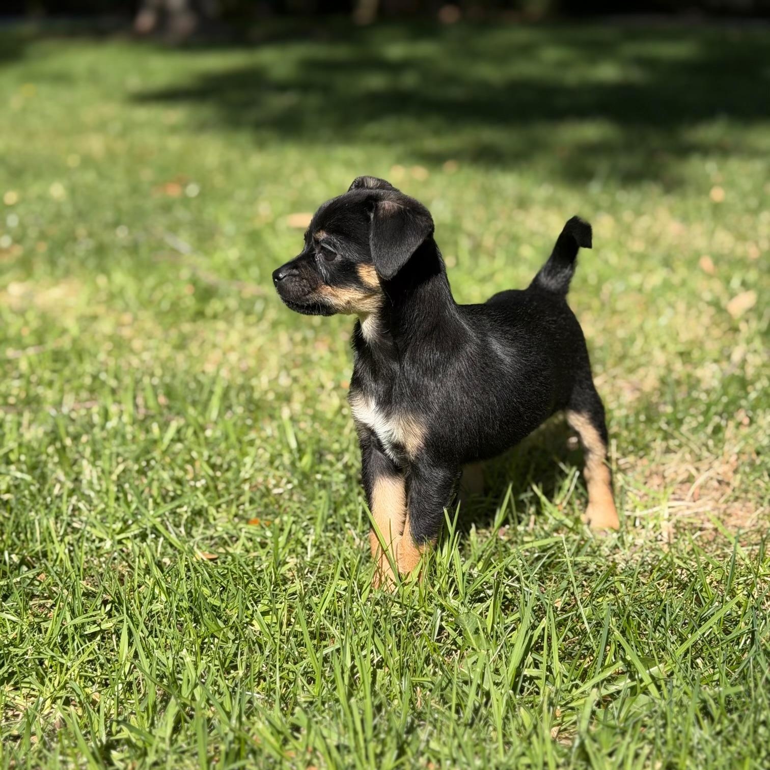 Enlarge Zoey, a Adoptable mixed breed in Redlands , CA image 3/4