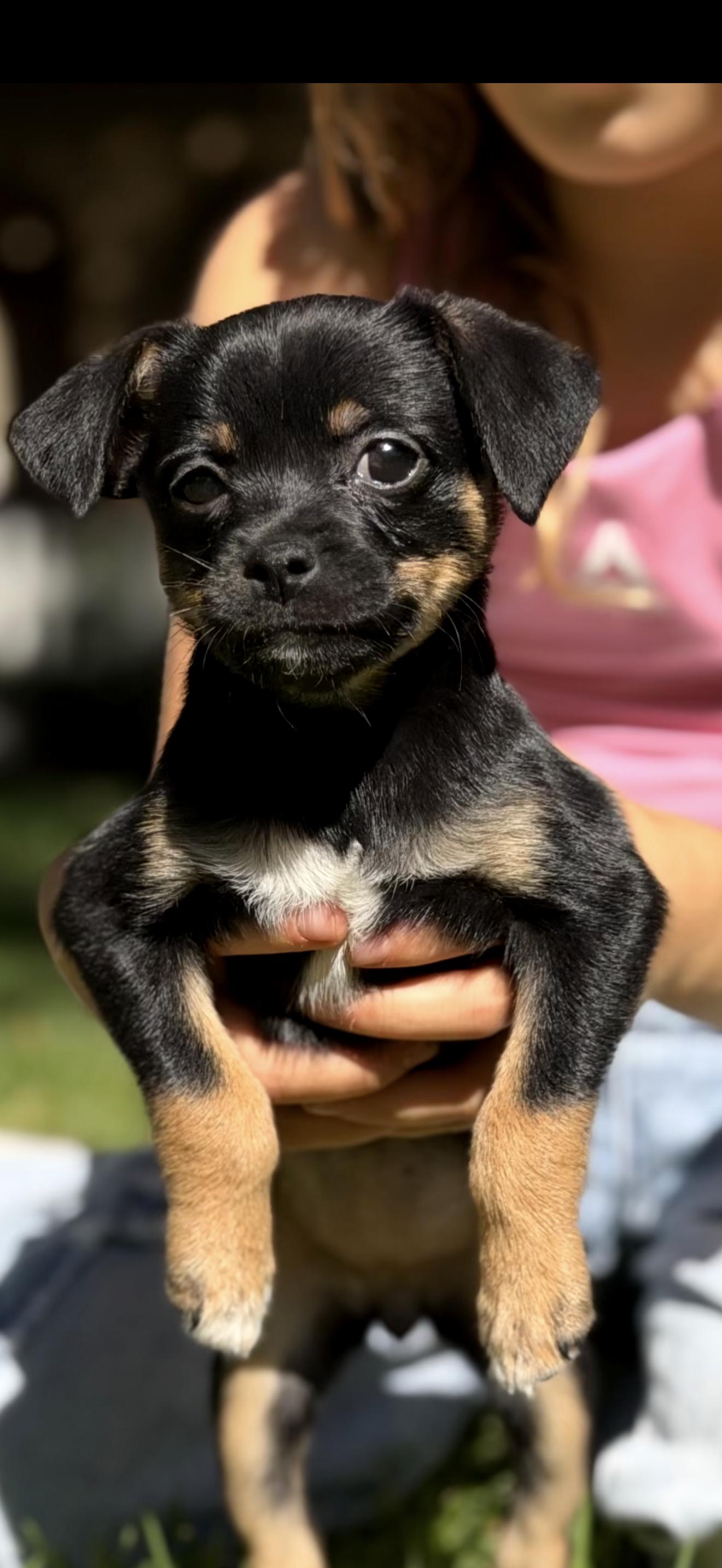 Zoey, Adoptable, Puppy Female Chihuahua & Miniature Pinscher.