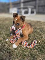 Enlarge Patch, a ADOPTABLE Mixed Breed in Woodstock, IL image 3/4