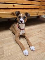 Enlarge Patch, a ADOPTABLE Mixed Breed in Woodstock, IL image 2/5