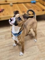 Enlarge Patch, a ADOPTABLE Mixed Breed in Woodstock, IL image 3/3