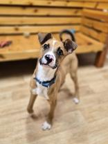 Enlarge Patch, a ADOPTABLE Mixed Breed in Woodstock, IL image 1/3