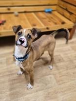 Enlarge Patch, a ADOPTABLE Mixed Breed in Woodstock, IL image 2/3