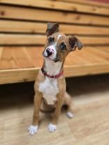 Patch, ADOPTABLE, Puppy Male Mixed Breed.