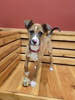 Enlarge Patch, a ADOPTABLE Mixed Breed in Woodstock, IL image 3/5
