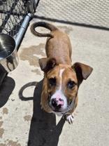 Patch, a ADOPTABLE Mixed Breed in Woodstock, IL image 3/4