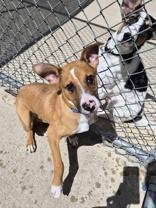 Patch, a ADOPTABLE Mixed Breed in Woodstock, IL image 2/4