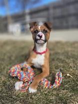 Patch, ADOPTABLE, Puppy Male Mixed Breed.