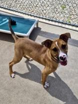 Patch, ADOPTABLE, Puppy Male Mixed Breed.