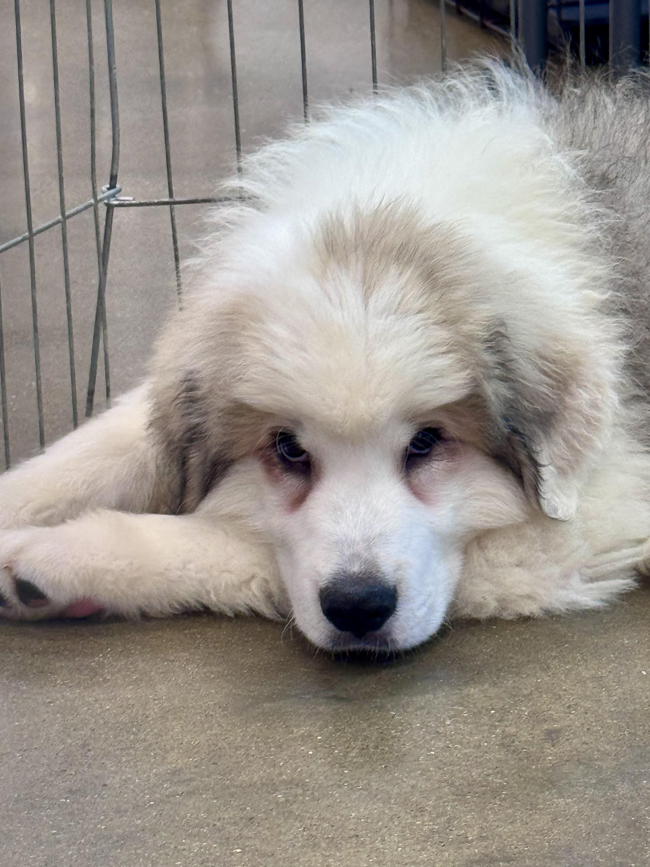 Enlarge Kodiak, a ADOPTABLE Great Pyrenees in Washington, MO image 1/2