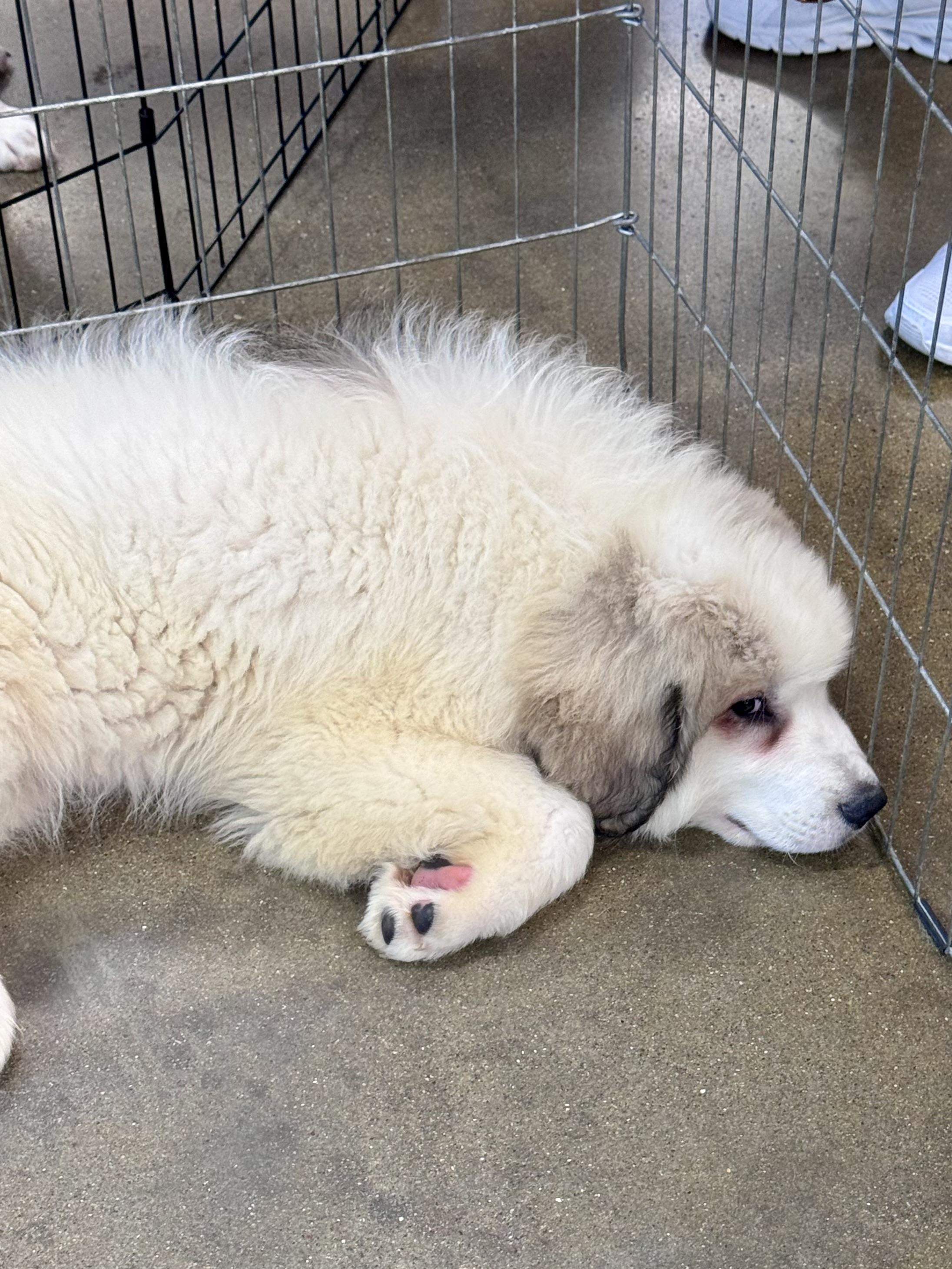 Enlarge Kodiak, a ADOPTABLE Great Pyrenees in Washington, MO image 2/2