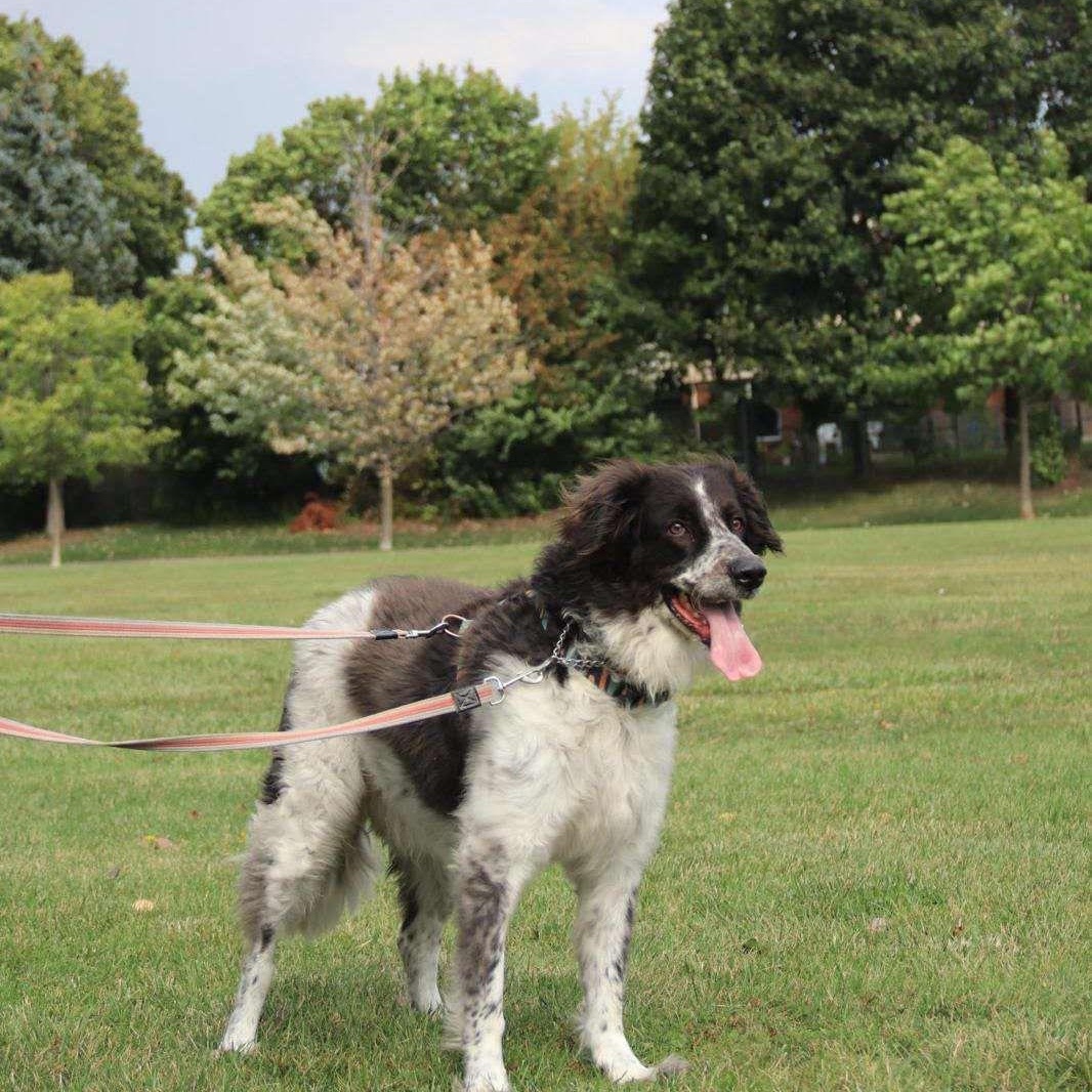 Liichi, a Adoptable mixed breed in Markham, ON image 3/5