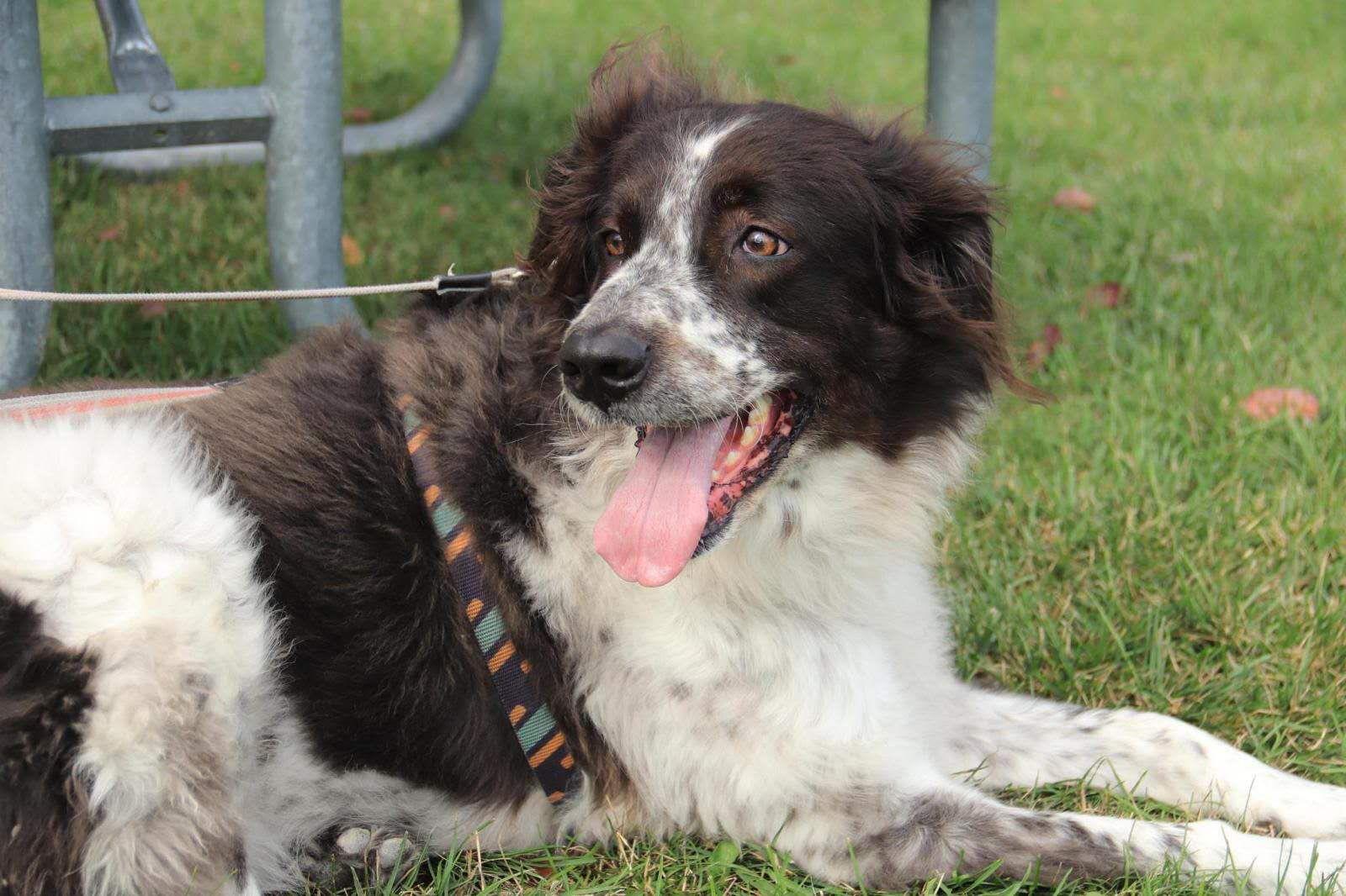 Liichi, a Adoptable mixed breed in Markham, ON image 2/5