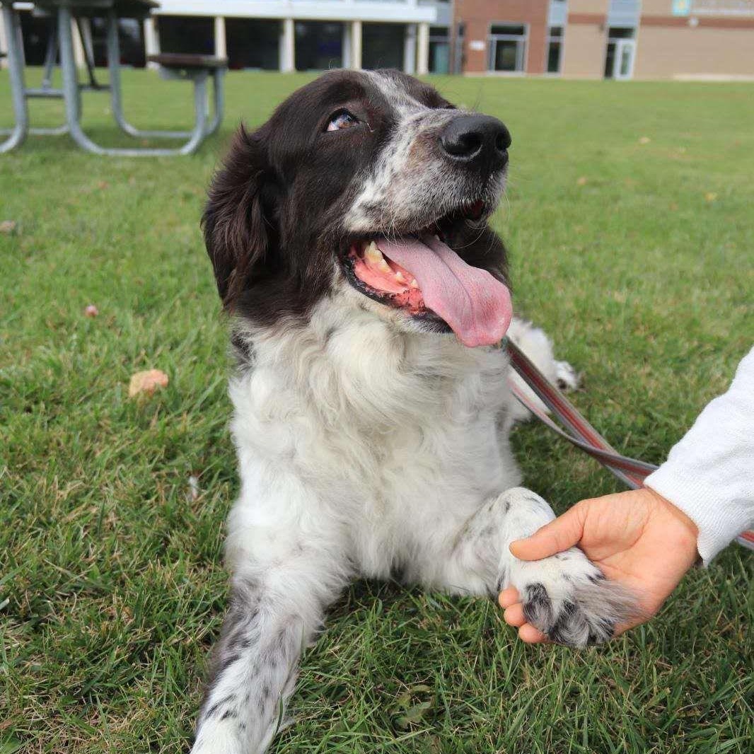 Liichi, a Adoptable mixed breed in Markham, ON image 1/5