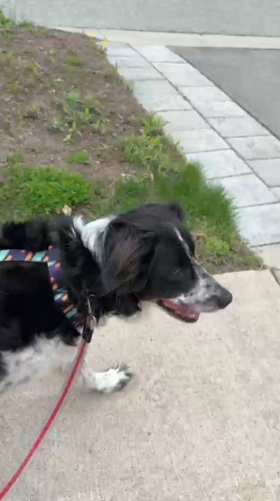 Enlarge Liichi, a Adoptable mixed breed in Markham, ON video 4/5