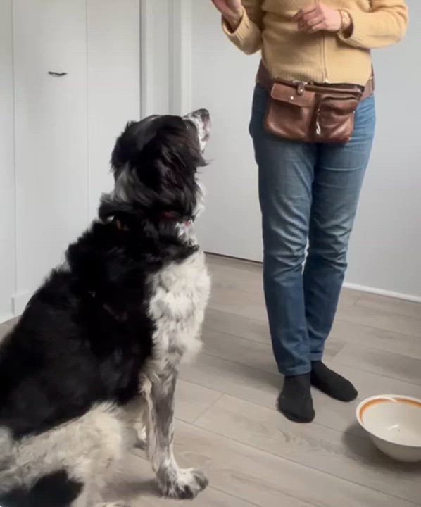 Enlarge Liichi, a Adoptable mixed breed in Markham, ON video 5/5