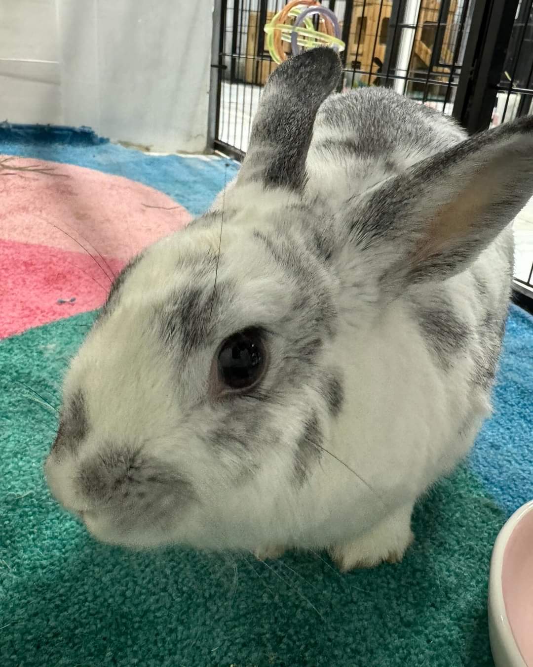 Rabbit for adoption - Janice, an English Spot in Waynesboro, VA | Petfinder
