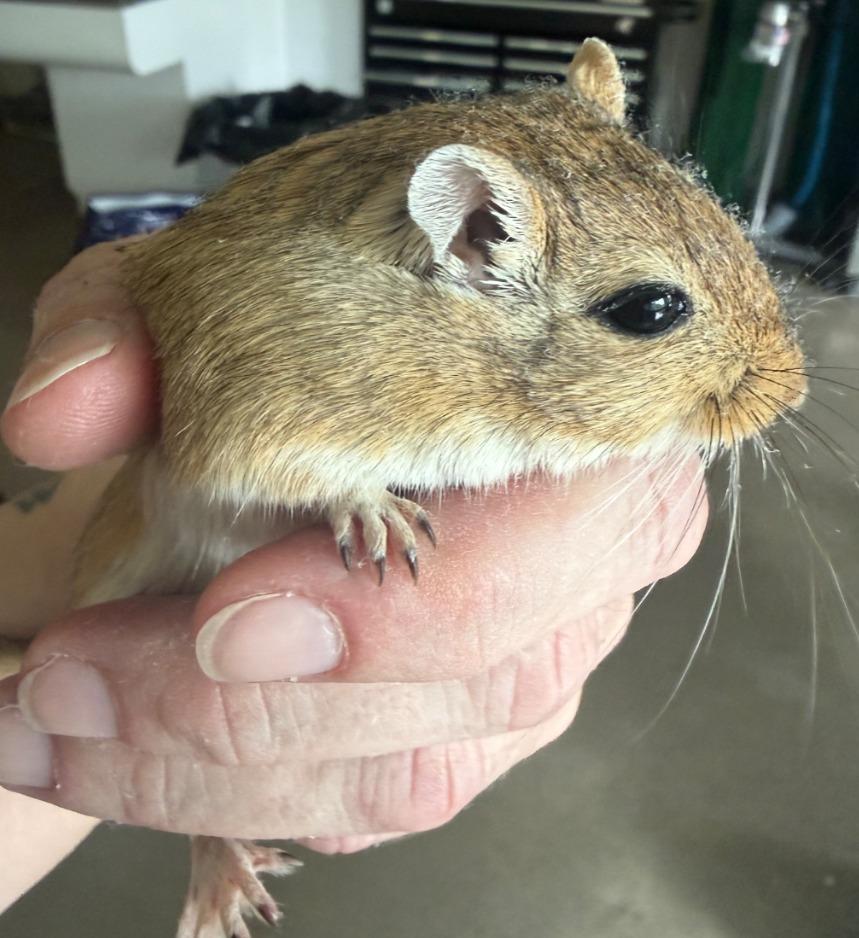 Salami, Adoptable, Young Male Gerbil.