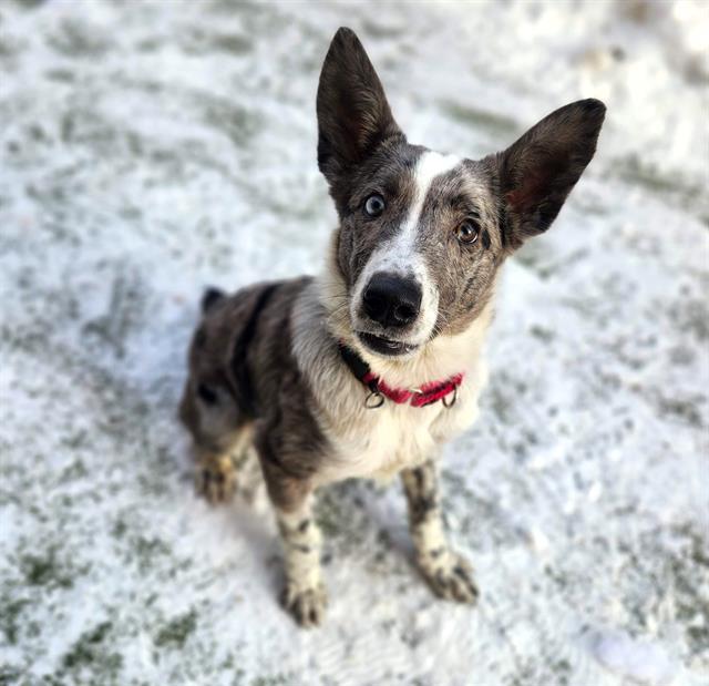 MICHAEL, Adoptable, Puppy Male Australian Cattle Dog / Blue Heeler & Mixed Breed.