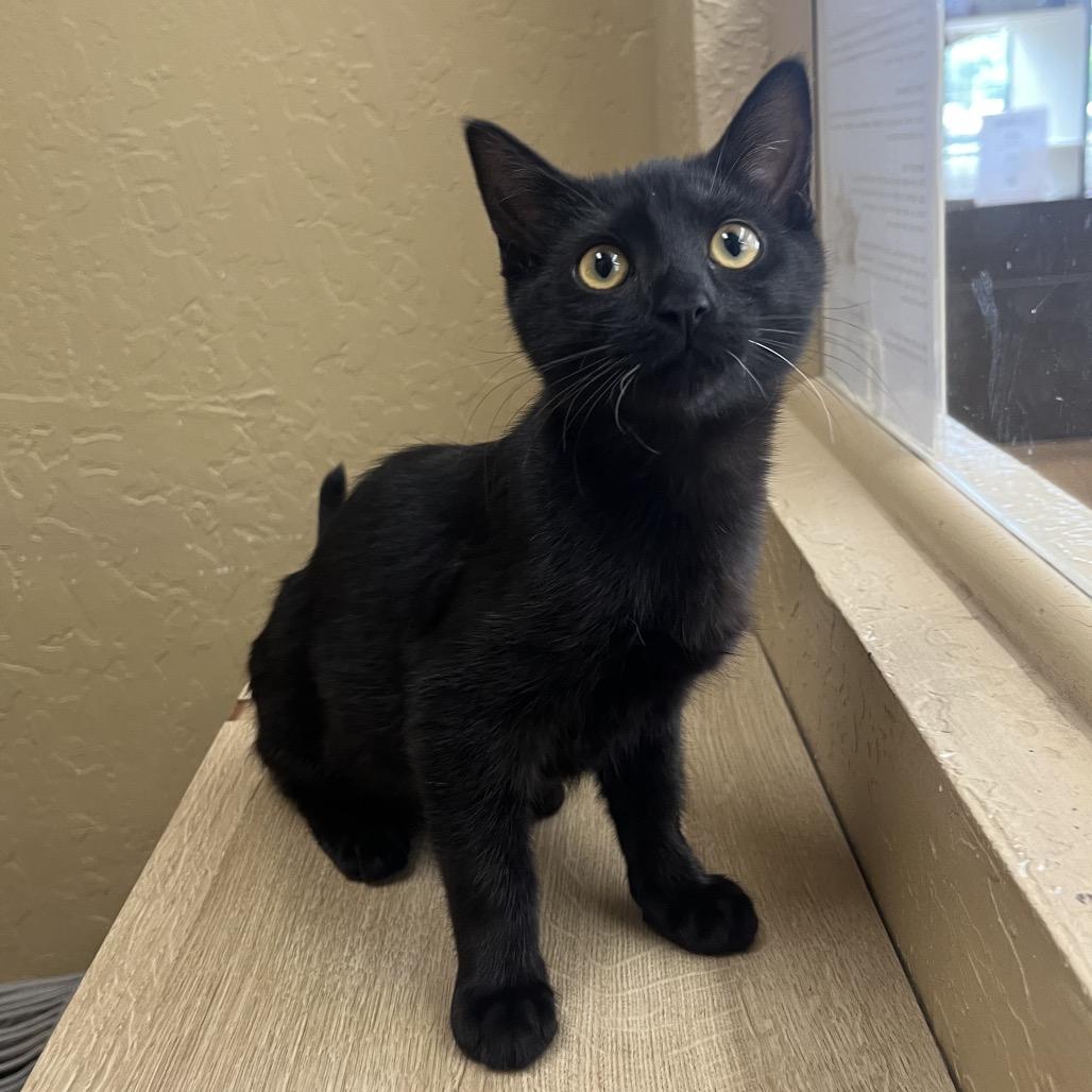 Enlarge Joyce, a Adoptable Domestic Short Hair in Pacific Grove, CA image 1/6