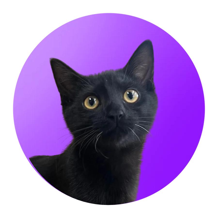 Enlarge Joyce, a Adoptable Domestic Short Hair in Pacific Grove, CA image 2/6