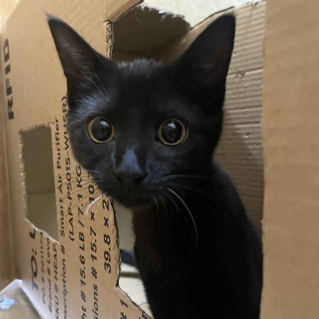 Enlarge Joyce, a Adoptable Domestic Short Hair in Pacific Grove, CA image 3/6