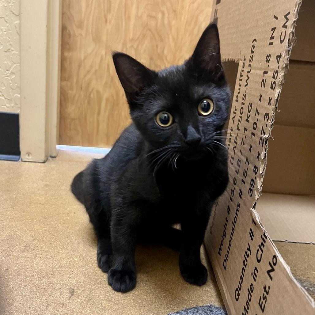 Enlarge Joyce, a Adoptable Domestic Short Hair in Pacific Grove, CA image 4/6