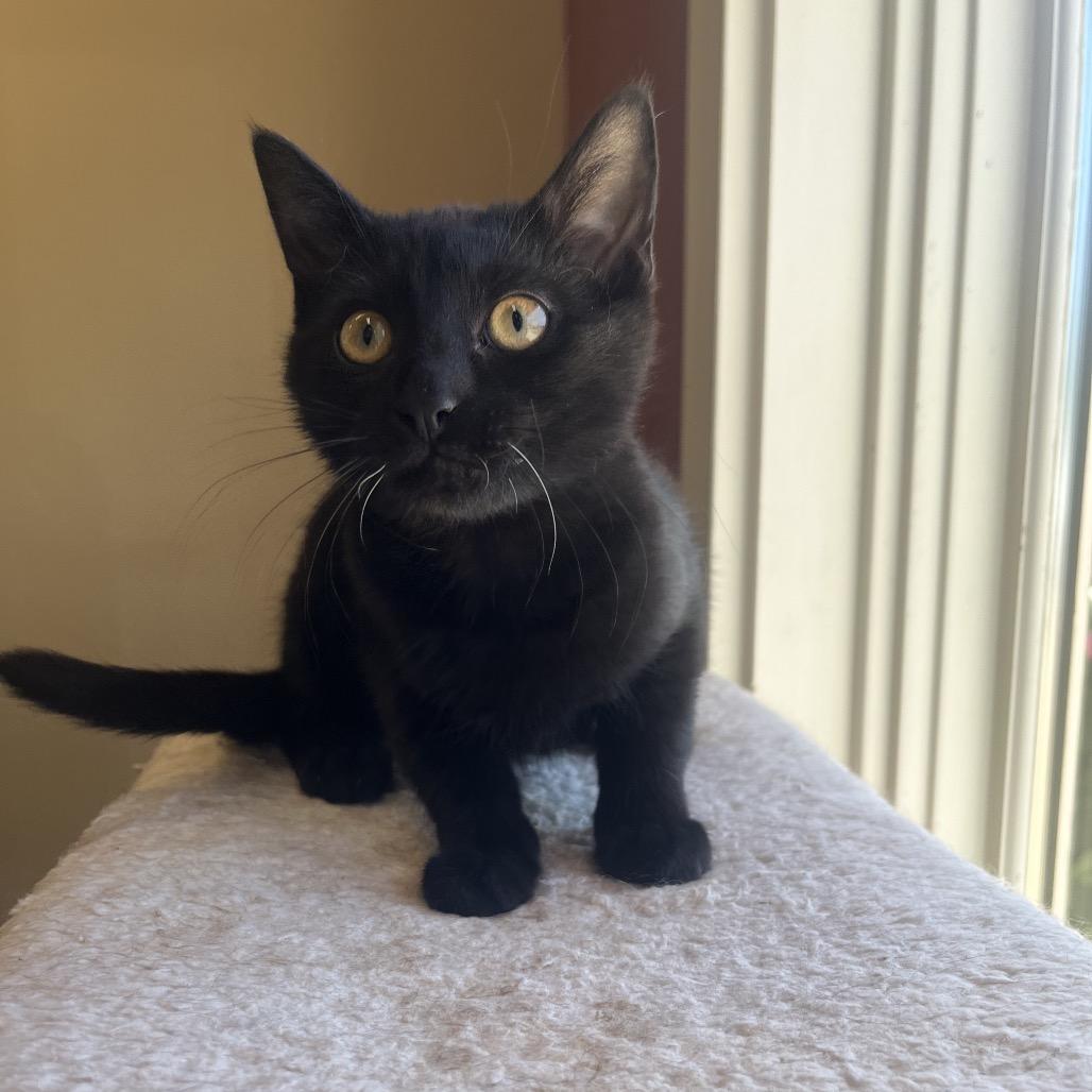 Enlarge Joyce, a Adoptable Domestic Short Hair in Pacific Grove, CA image 5/6