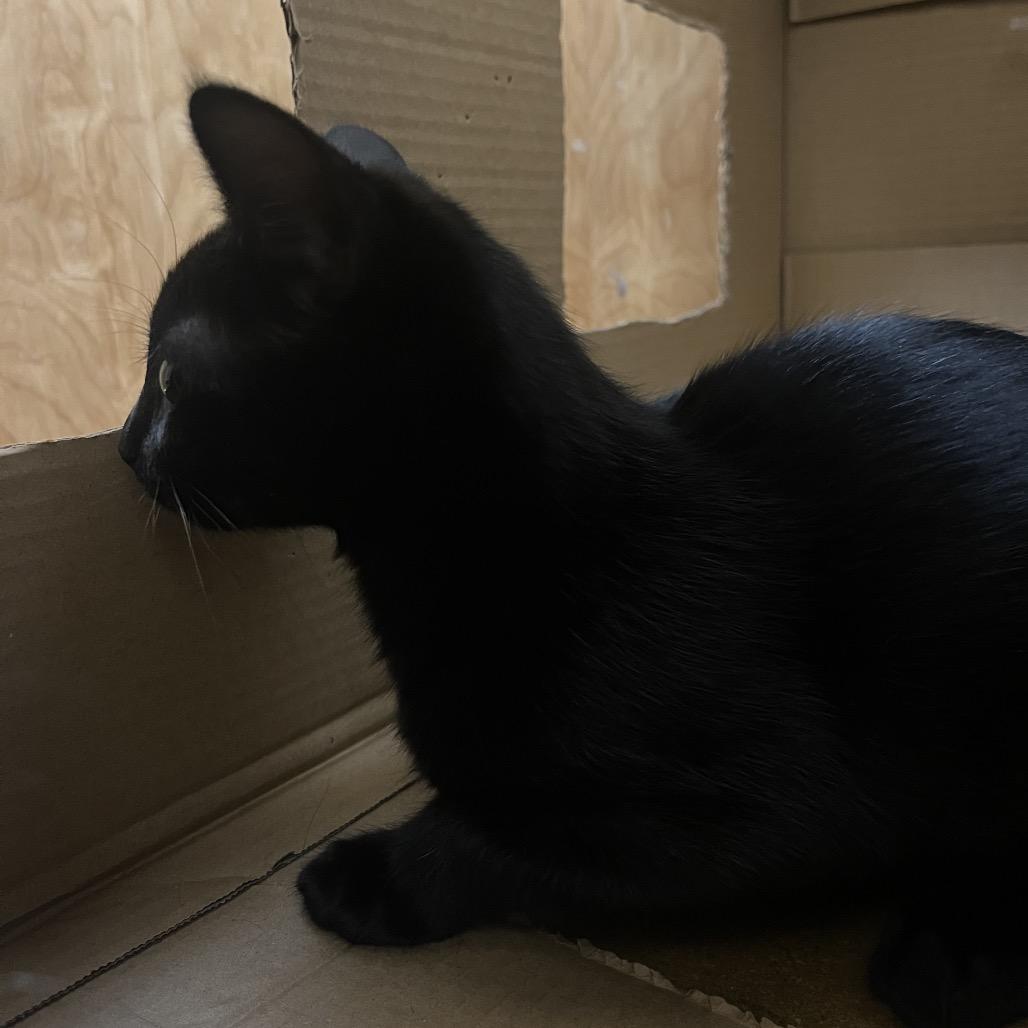 Enlarge Joyce, a Adoptable Domestic Short Hair in Pacific Grove, CA image 6/6