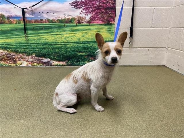 SAVE ME PLEASE! ELLIE - ID# A544772