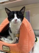 Enlarge Lucy, a ADOPTABLE Domestic Short Hair in Manitowoc, WI image 1/1