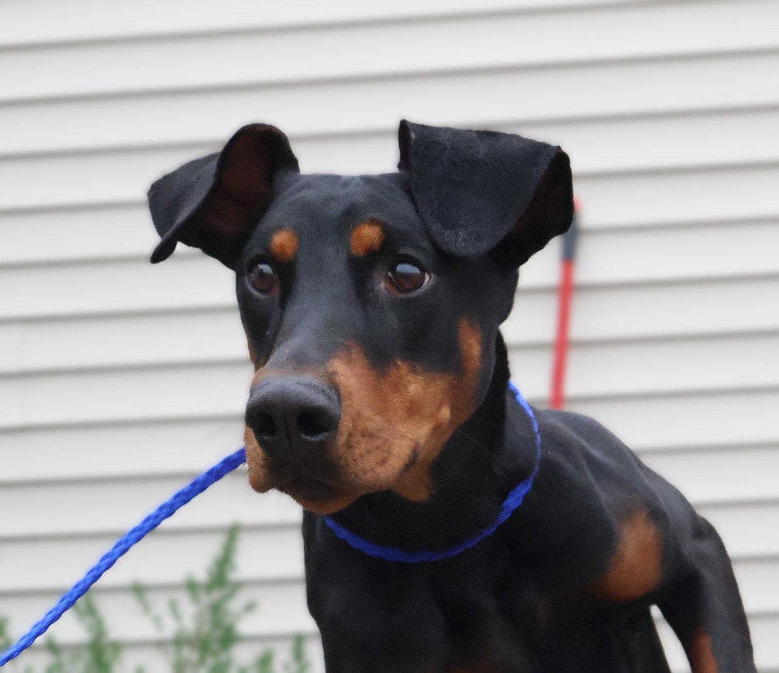 Violet, Adoptable, Young Female Doberman Pinscher.
