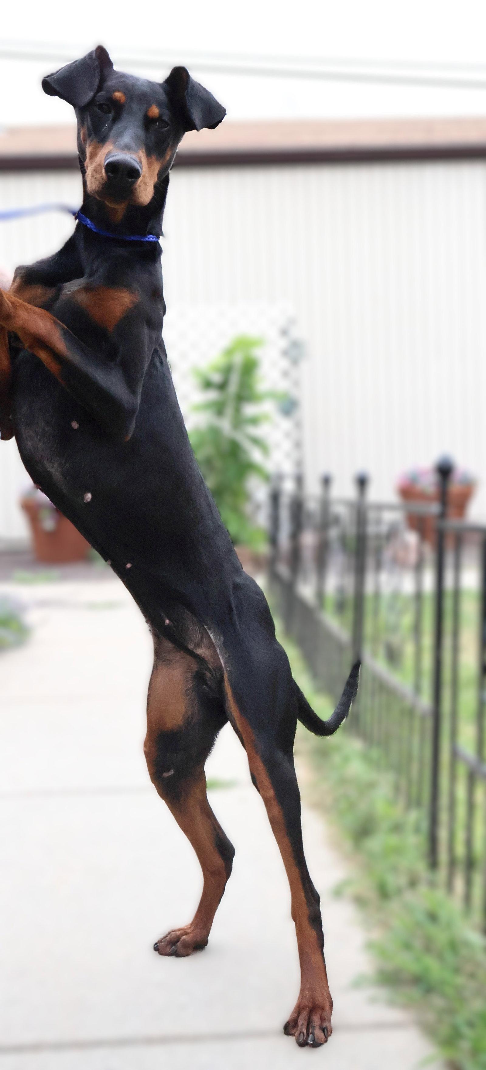 Enlarge Violet, a Adoptable Doberman Pinscher in Omaha, NE image 2/3
