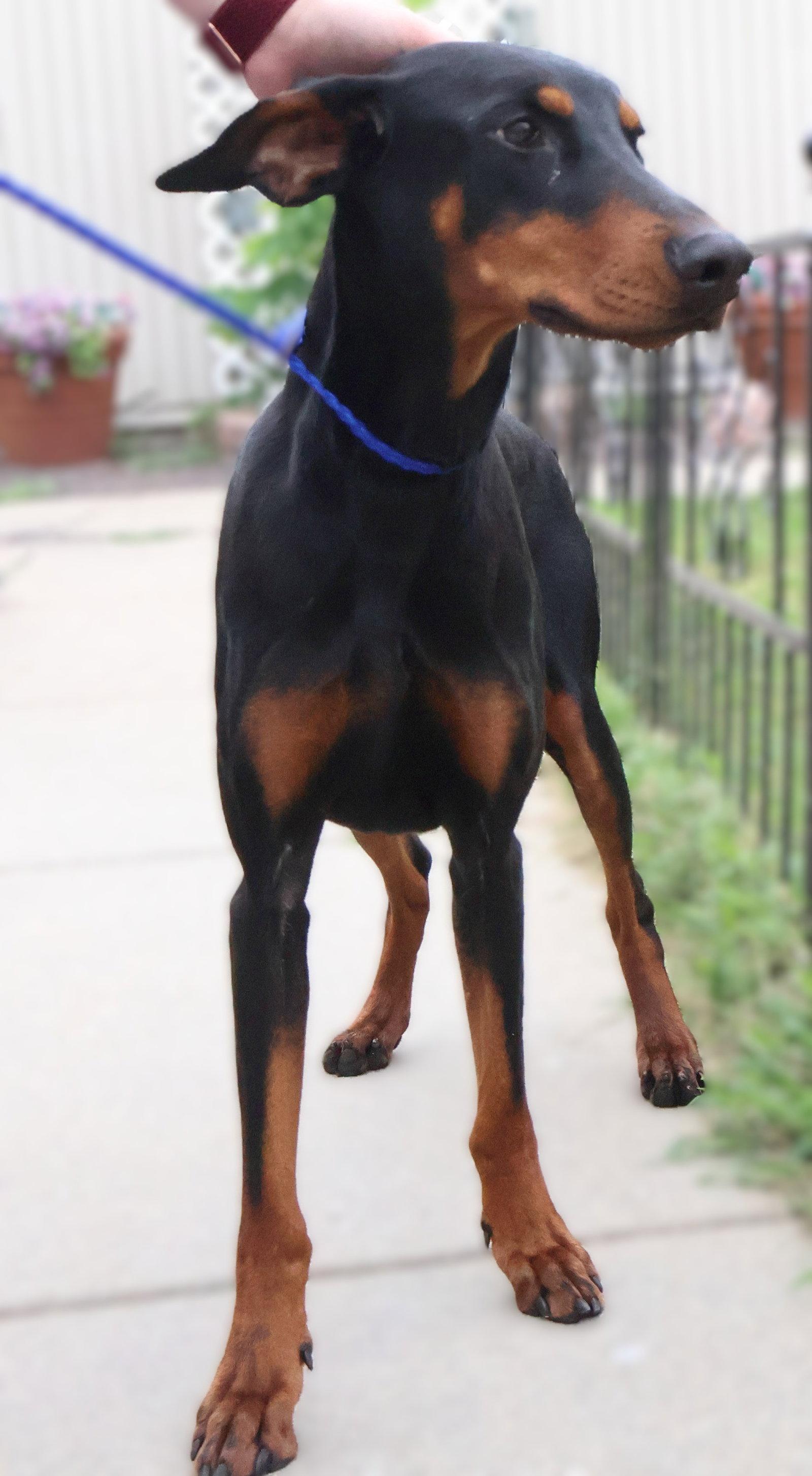 Enlarge Violet, a Adoptable Doberman Pinscher in Omaha, NE image 3/3