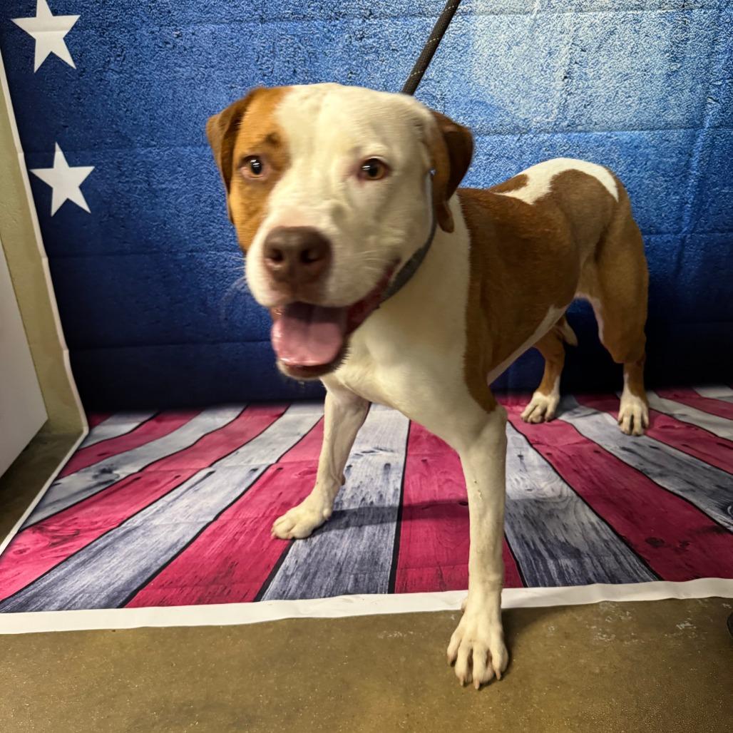 Luna, Adoptable, Adult Female Pit Bull Terrier.