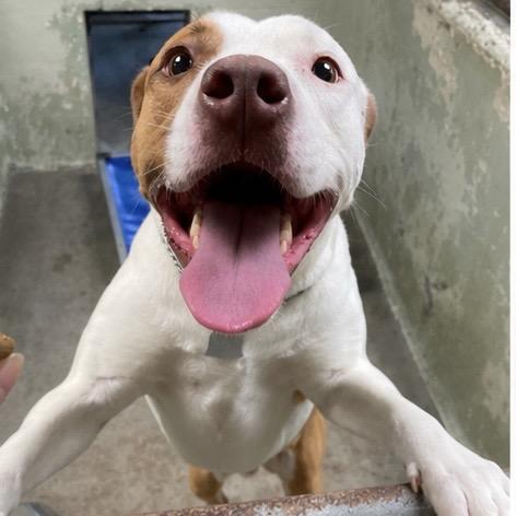 Enlarge Luna, a Adoptable Pit Bull Terrier in Eureka Springs, AR image 2/2