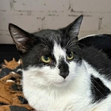 Enlarge Snoopy, an adopted Domestic Short Hair in Knoxville, TN image 2/3