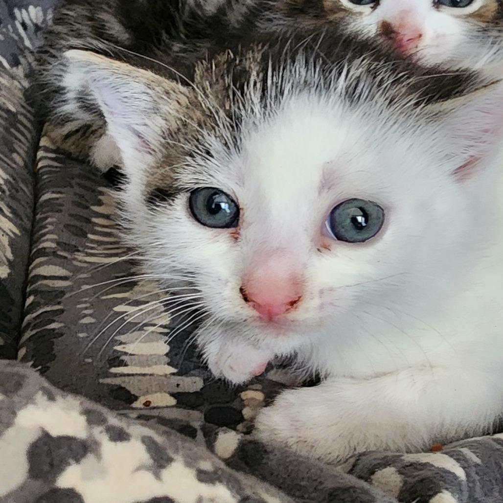 Nero, Adoptable, Kitten Female Domestic Short Hair.