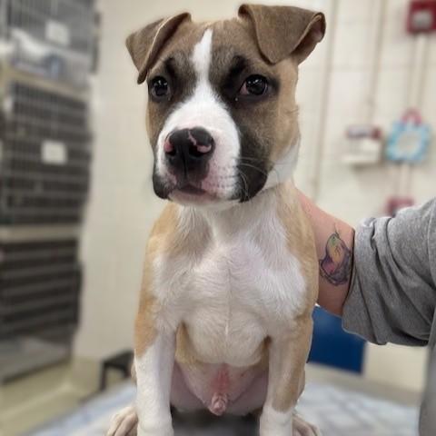 Enlarge Marley- #50258, a ADOPTABLE mixed breed in Columbia, MD image 1/3