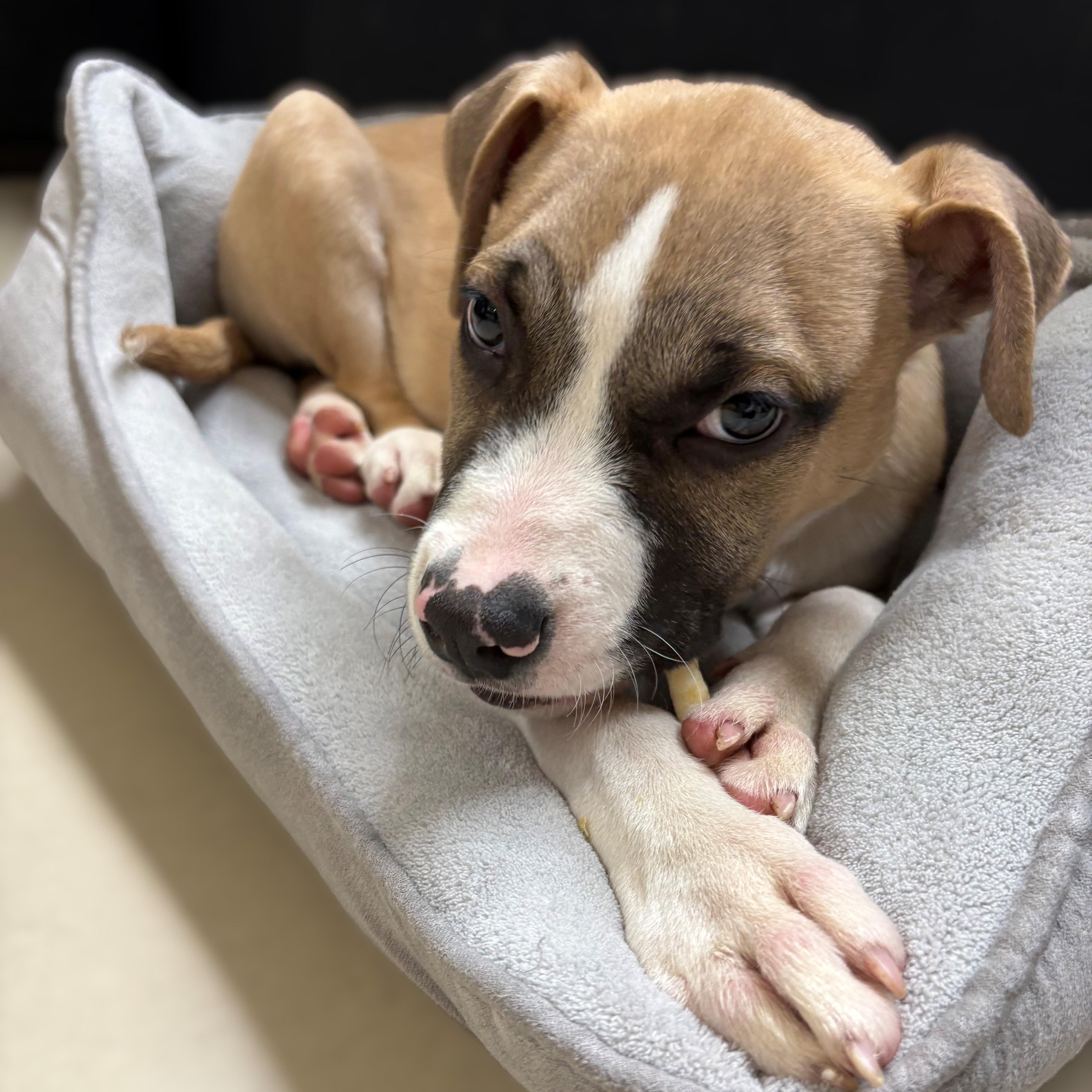 Enlarge Marley- #50258, a ADOPTABLE mixed breed in Columbia, MD image 2/3