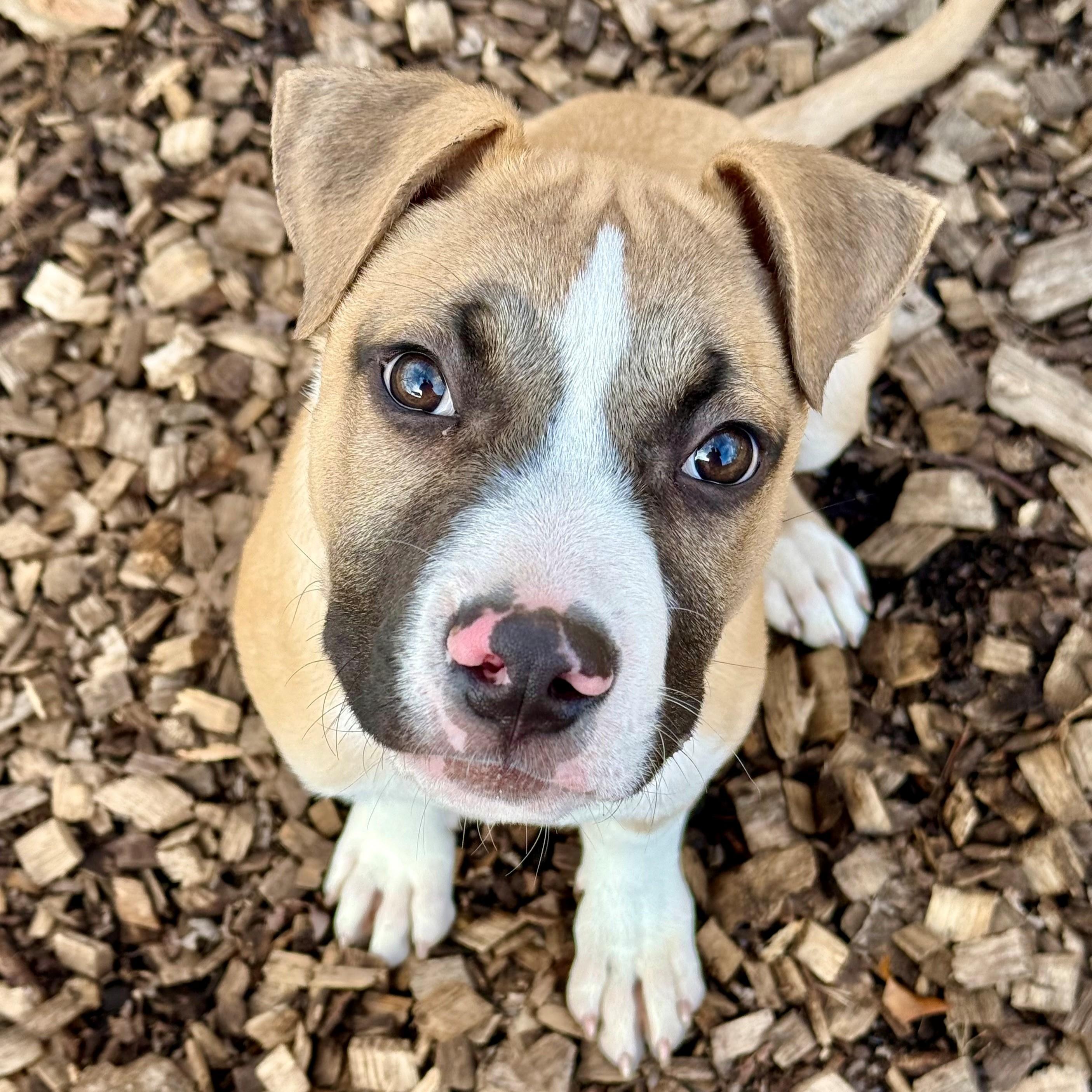 Marley- #50258, ADOPTABLE, Puppy Male Pit Bull Terrier.