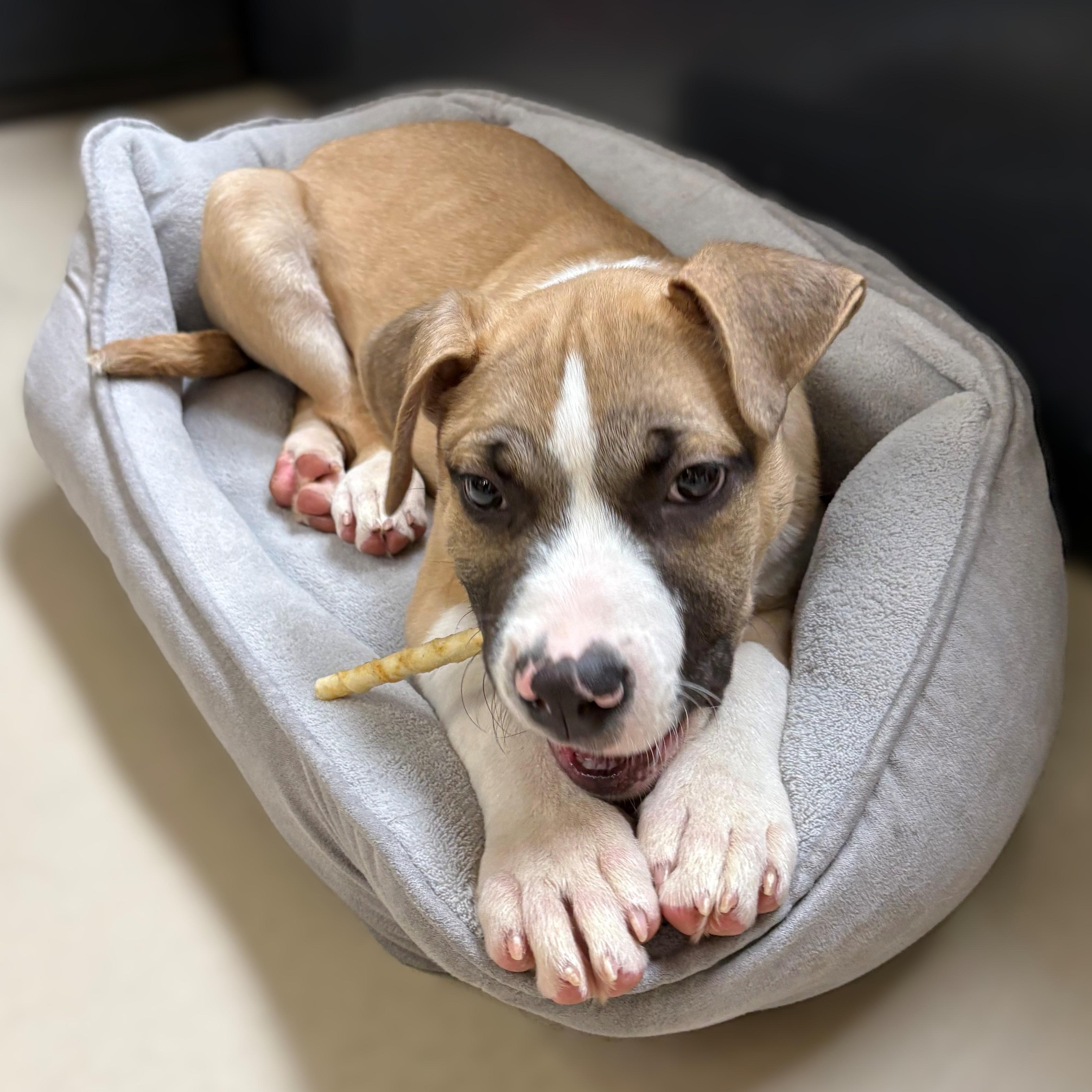 Enlarge Marley- #50258, a ADOPTABLE mixed breed in Columbia, MD image 3/3